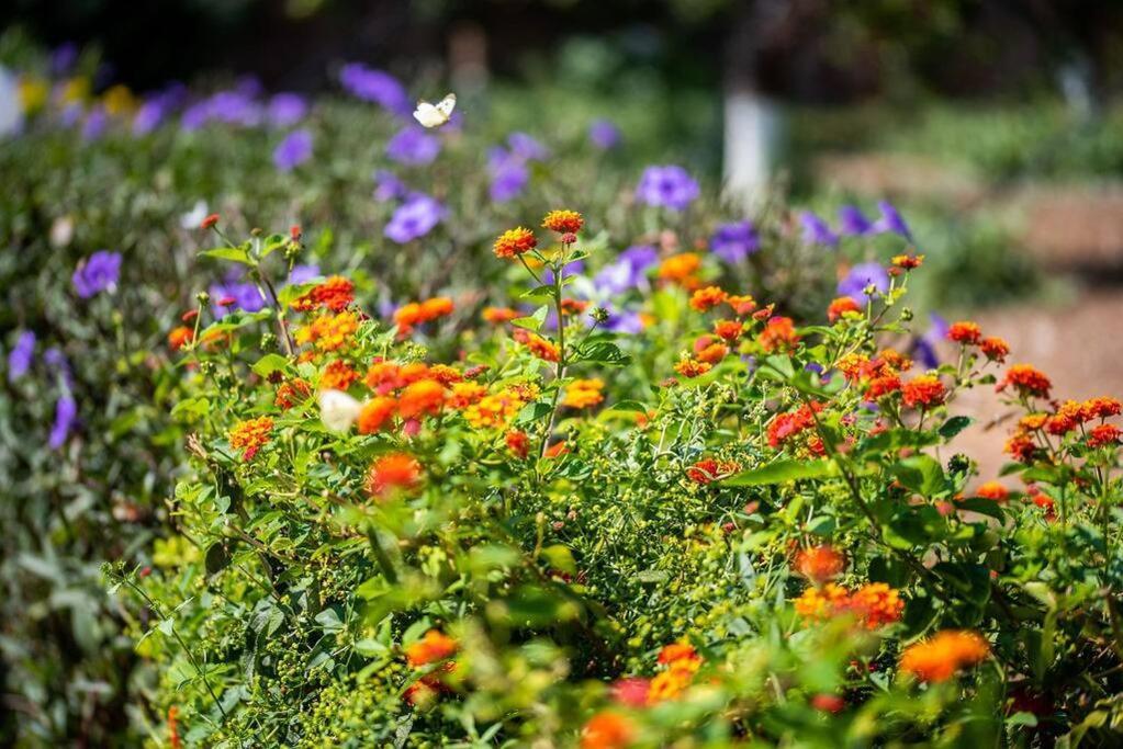 Calvocoressi Estate Sakız Dış mekan fotoğraf